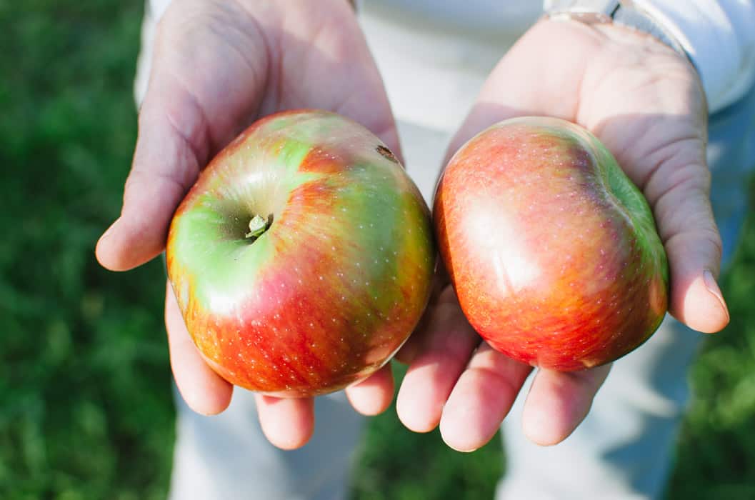 Apples from my father's orchard | Very EATalian