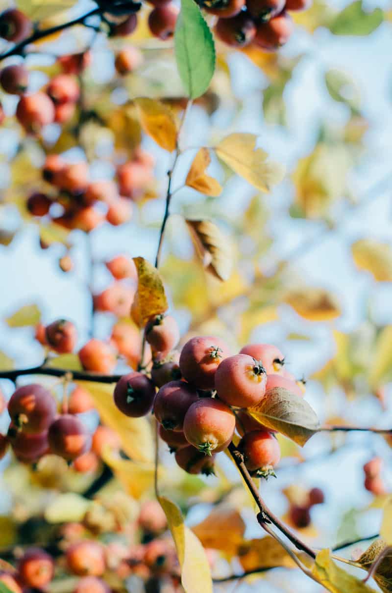 Thanksgiving in Italy | Very EATalian