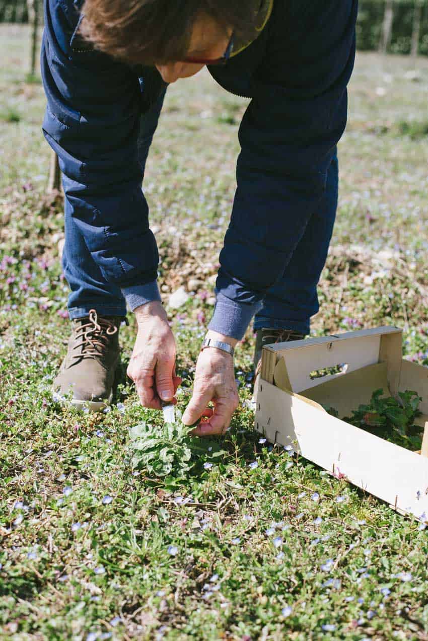 Foraging Cat's Ear | Very EATalian