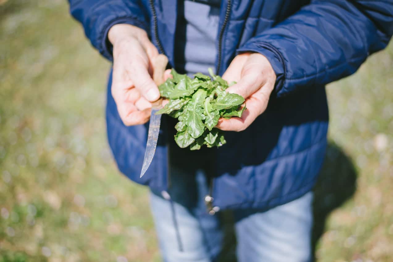 Foraging Cat's Ear | Very EATalian