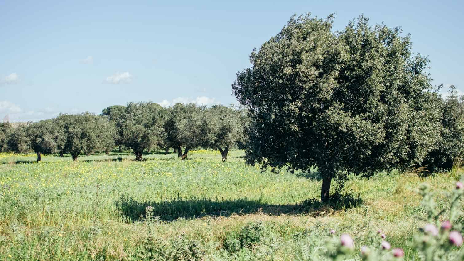 Trip to Sicily: Olive Trees| Very EATalian