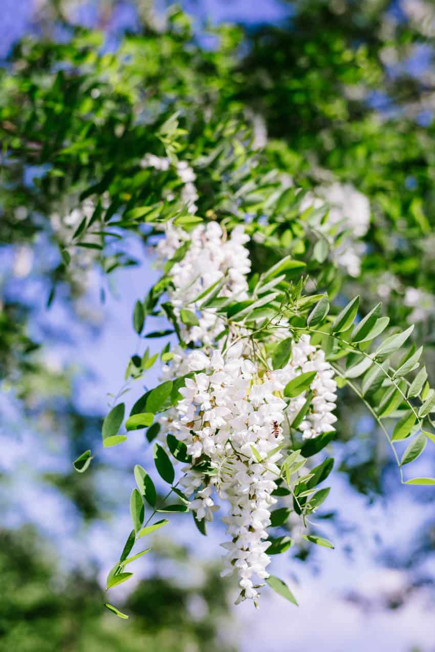 Acacia Flower Fritters | Very EATalian