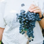September: time to harvest grapes to make “Il Vino del Nonno”