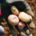 Harvesting Potatoes + Gnocchetti with Fresh Cherry Tomato & Black Olive Sauce